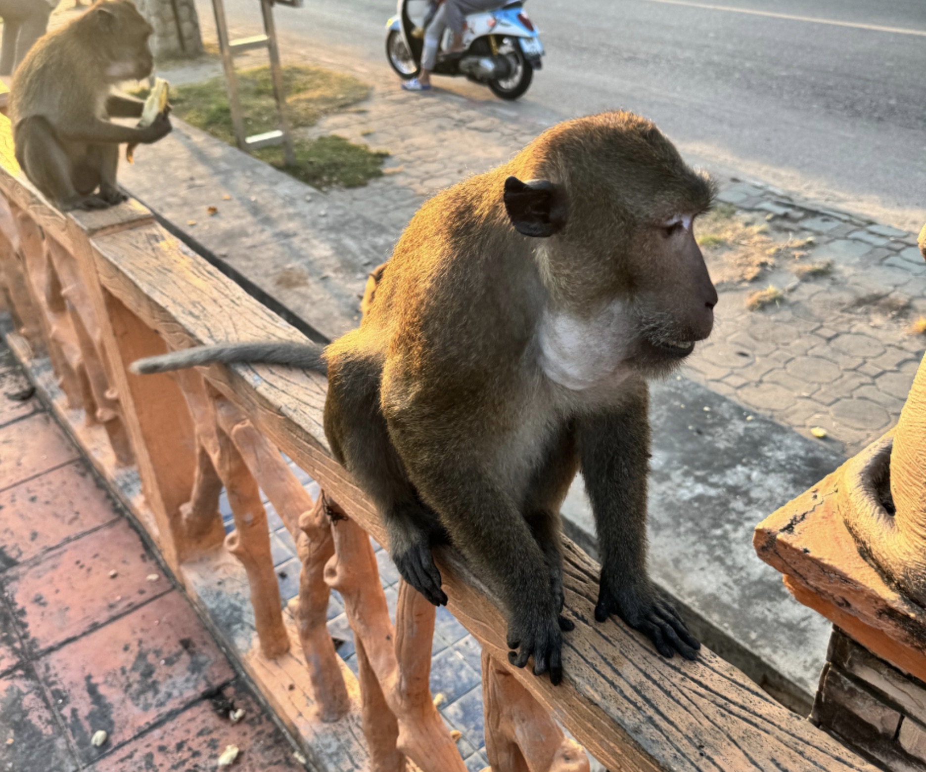 30 Pics Showing The Unstoppable Monkeyfication of Our Cities 